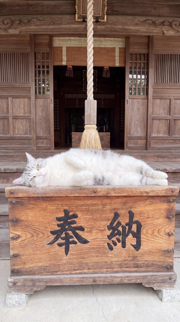 A fluffy cat with grey and white fur is lying on a wooden box in front of a traditional Japanese building.